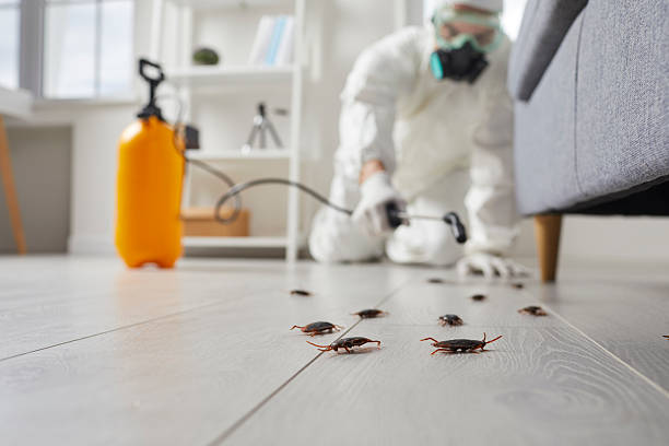 Affordable Cockroach Control solutions in St. Louis, MI